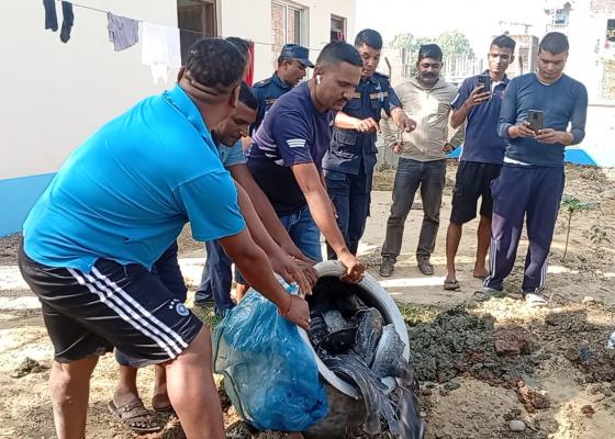 चोहर्वाका राजाले भारततर्फबाट ल्याएको प्रतिवन्धित मुङ्गरीजातको माछा बरामदगरी नष्ट