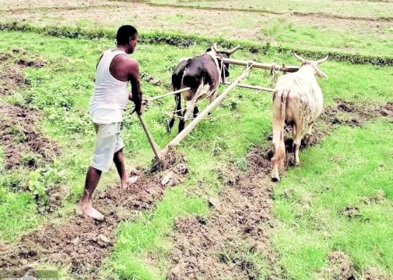 खेतको आलीमा बदलिएको सत्ताको कथा